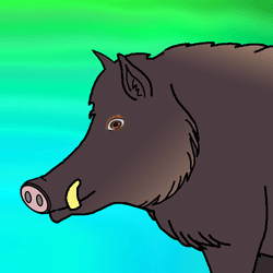 Šumska životinja - Divlja svinja